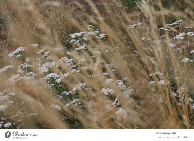 white meadow flowers with blurred blades of grass in the foreground Yarrow Common Yarrow Margin of a field Field flowers Medicinal herbs Blossoming Plant Nature