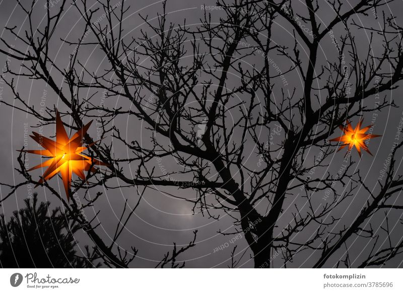 Shining lanterns in the form of poinsettias hang in a tree in front of a dark sky stars Stars Lampion Christmas decoration Starry sky Lantern Paper lantern