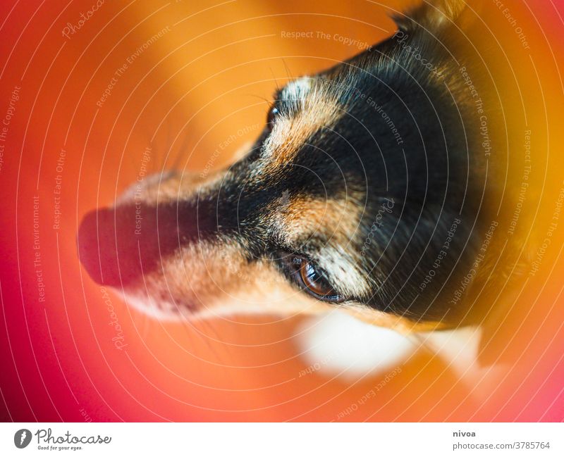 Jack Russell Terrier Jack Russell terrier Head Animal portrait animal head bokeh Donut Red warm Burn Dog Pet Cute Small White Lifestyle Purebred Puppy