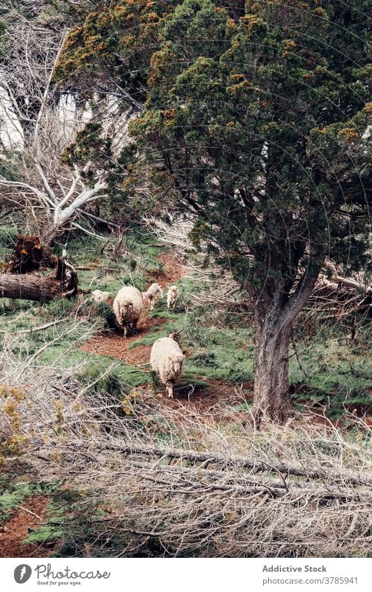 Cute sheep grazing together in meadow graze pasture hill herd slope domestic fluff animal patagonia south america mammal nature landscape countryside