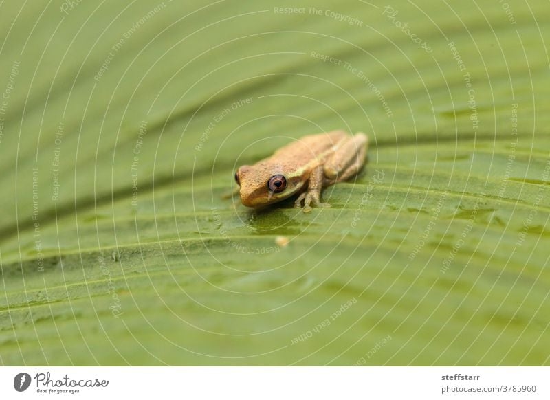 Baby pine woods tree frog Dryphophytes femoralis perched on a green ginger leaf tiny froglet amphibian nature wildlife animal big eyes caecilian Florida