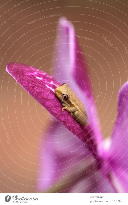 Green Baby pine woods tree frog Dryphophytes femoralis perched on an orchid flower tiny froglet amphibian nature wildlife animal big eyes caecilian Florida