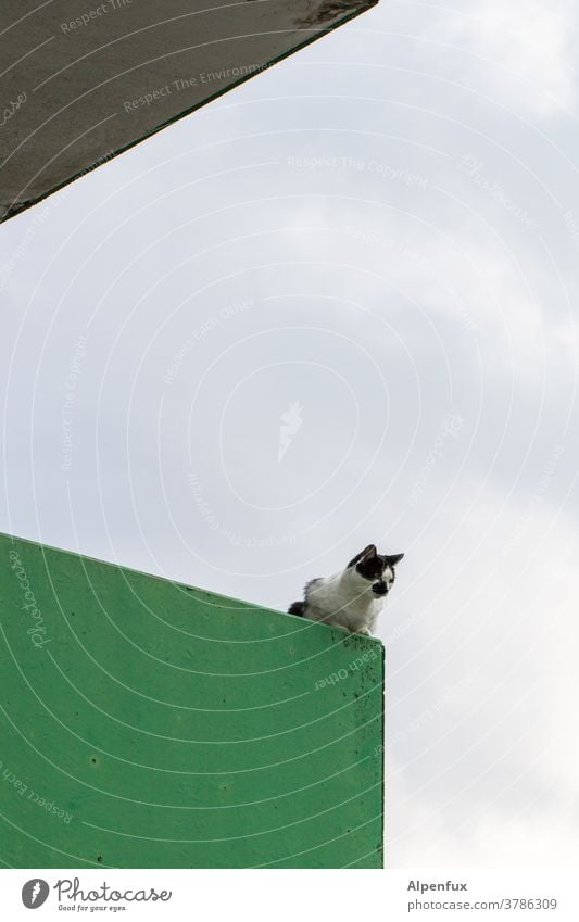 (M)lookout post Cat Observe monitoring Observing cat Pelt Colour photo Curiosity Cute Whisker Animal portrait Looking Cat's head Animal face Domestic cat