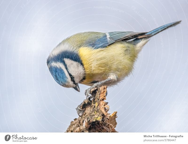 Pecking Blue Tit Tit mouse Cyanistes caeruleus Animal face Head Eyes Beak Feather Plumed Bird Grand piano Claw Wild animal Beautiful weather Sunlight Nature