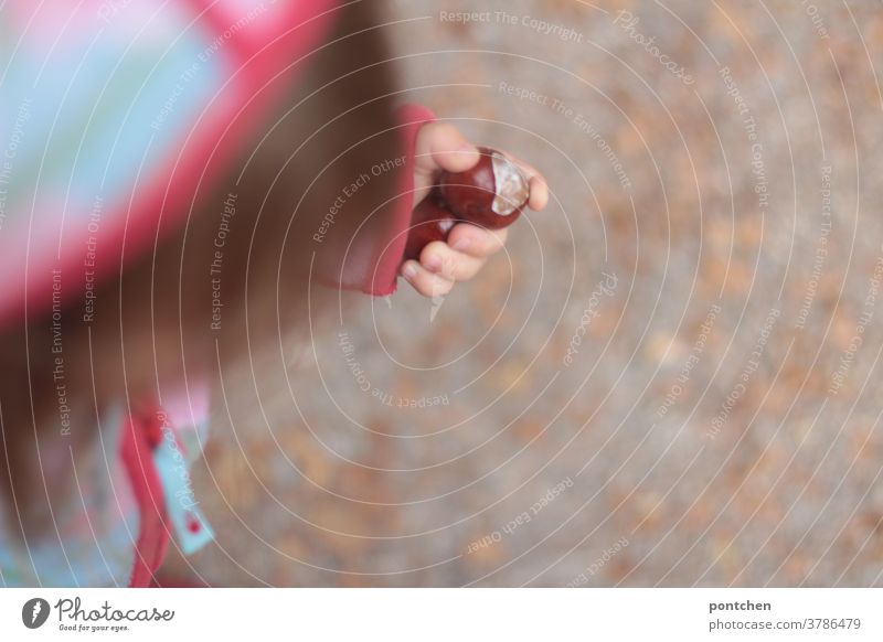 View from above of a toddler in a hooded jacket holding chestnuts in his hand. Autumn Toddler amass Joy Hooded jacket To go for a walk Forest Nature Seasons