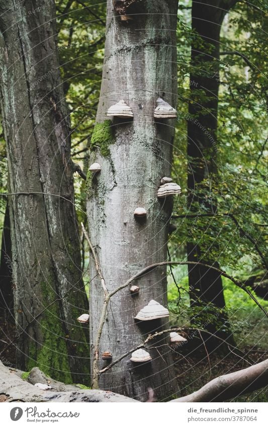 tree fungi Brandenburg Autumn Parliament Deer animals Forest Tree Mushroom Tree fungus Brown Gray Green Nature Exterior shot Colour photo Plant Day Deserted