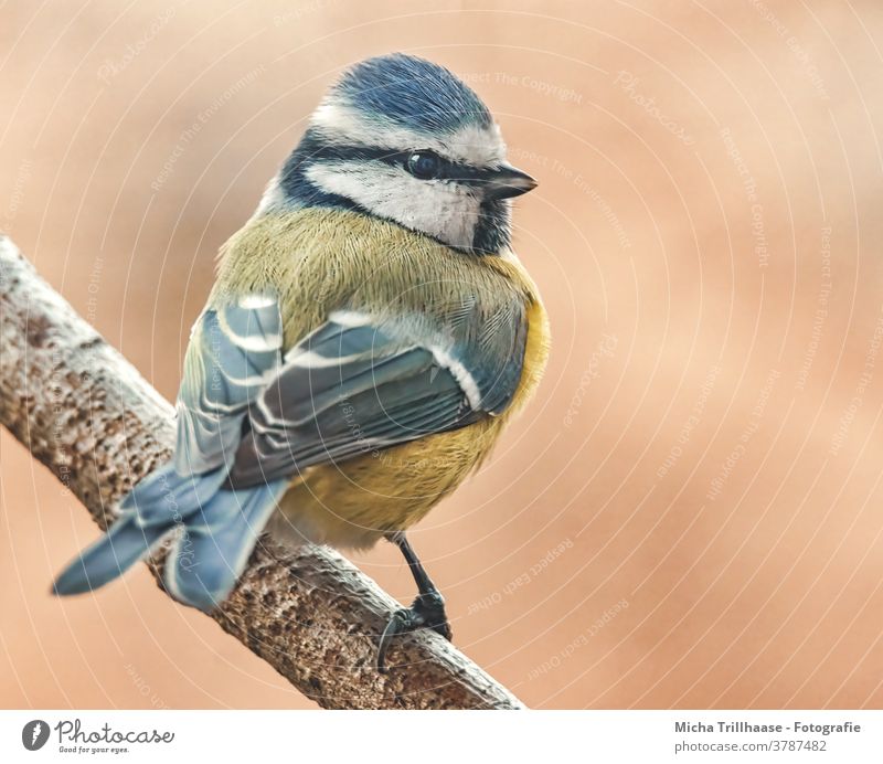 Blue Tit in the Sunshine Tit mouse Cyanistes caeruleus Head Eyes Beak Grand piano Feather Plumed Claw Animal face Bird Wild animal Sunlight Tree