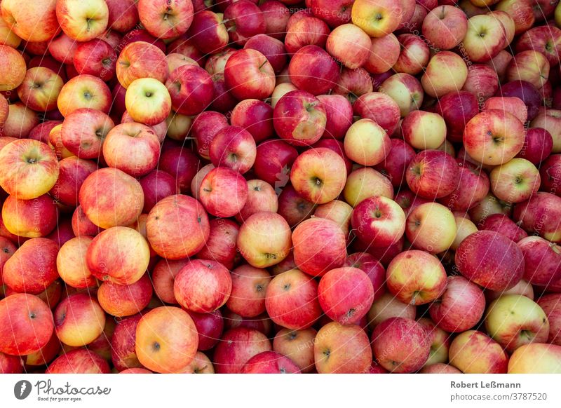 many delicious ripe apples (Santana) in one pile santana Mature fruit Eating Apple Red Fresh sales market salubriously organic Harvest cute Juicy Diet Autumn