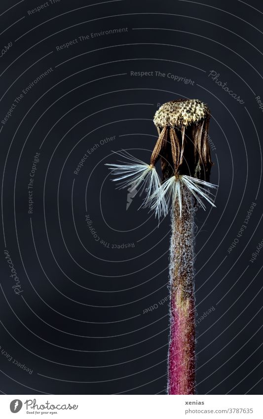 faded gerbera - two seeds with umbrellas still hanging on the bottom of the flower basket against a black background Gerbera Faded Pappus fruitful Sámen