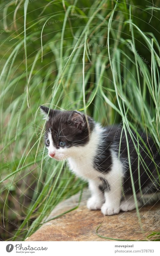 little cats have little paws Foliage plant Pet Cat 1 Animal Baby animal Looking Sit Wait Cuddly Green Black White Interest pussy pussycat tenancy agreements