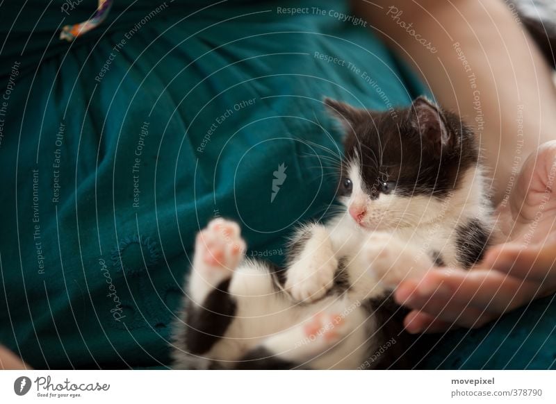 marzipan paws Pet Cat 1 Animal Baby animal Lie Cuddly Safety (feeling of) Considerate mouse hunter Domestic cat pussycat Colour photo Day Shallow depth of field