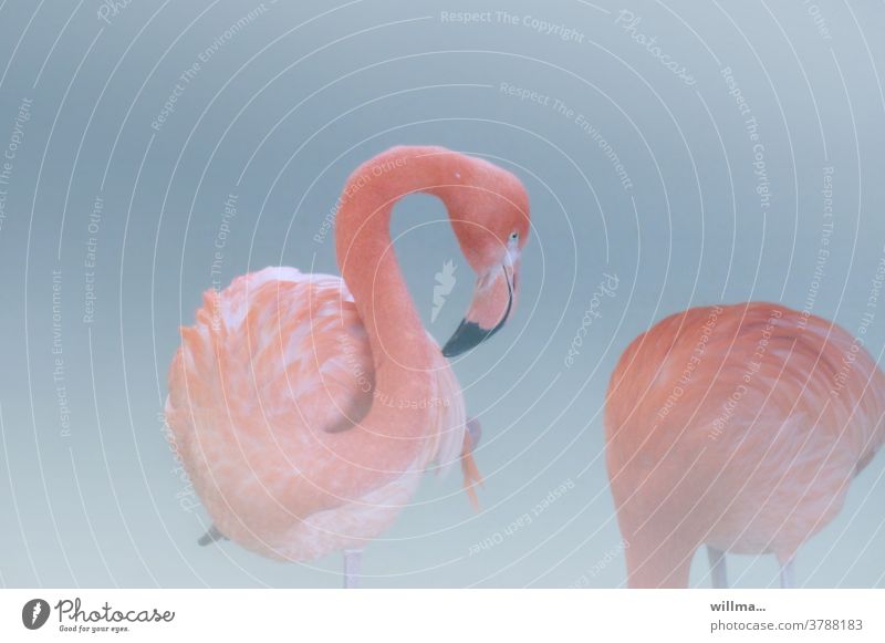 flamingolia Flamingo Pink Pink Flamingo pretty daintily Esthetic Couple Bird In love Ignorance Animal Exotic Beak wildlife vertebrates Neutral background