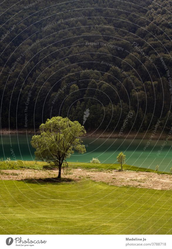 A lonely tree on a summer day in nature Tree Nature Trees Forest Green