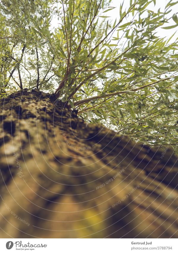 Tree trunk and crown from below towards the sky GWC Autumn Nature Landscape Forest Exterior shot Colour photo Deserted Day Plant Environment naturally Light