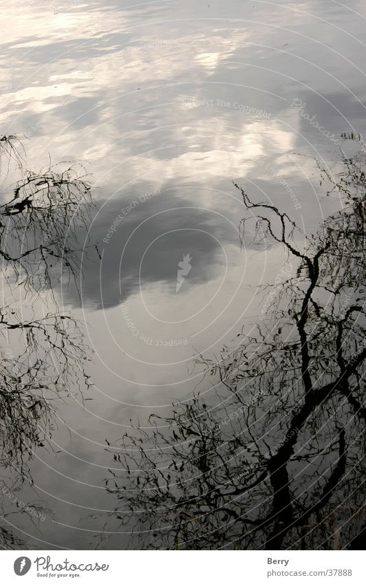 cloud atmosphere Clouds Tree Mood lighting Formation Foreground Background picture Branch