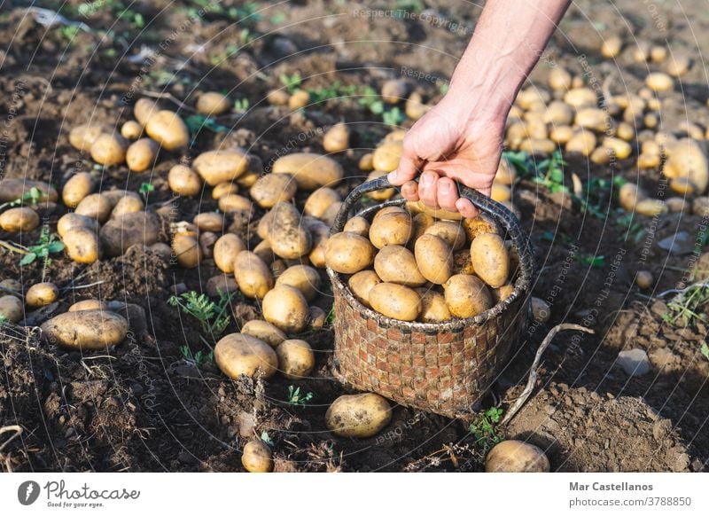 Man picking potatoes on the farm. Agricultural concept. Agriculture man harvest collect take out basket rural land tuber food ingredients people organic