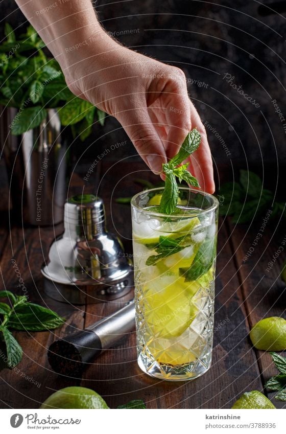 Hands adding fresh mint in glass with Mojito cocktail mojito mocktail hands faceless lime Caipiroska caipirinha barmen making preparation lemonade beverage