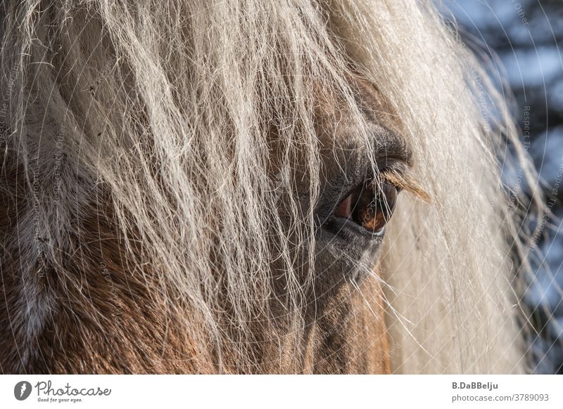 In the eye of the Haflinger. The blond horses - beauties of the Alps. Meran Tyrol Horse Horse's head Mane Eyes Mountain Animal Animal portrait Blonde blond mane