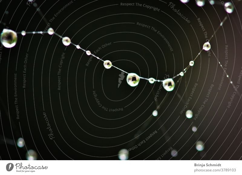 A filigree spider's web with sparkling water droplets against a black background abstract artistic circle closeup cobweb concept condensation connection dark