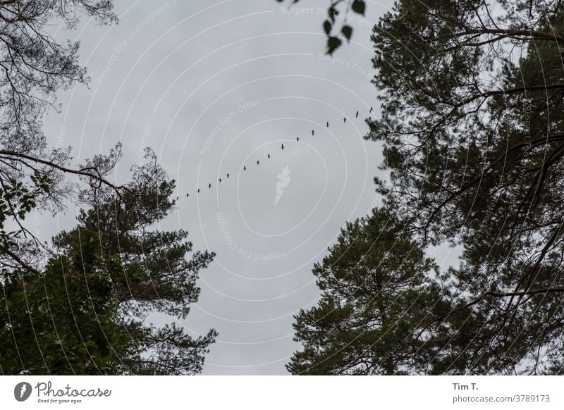 migratory bird Brandenburg Bird Sky Schorfheide Forest Exterior shot Colour photo Deserted Nature Autumn Animal Wild animal Flying Day Flock Group of animals