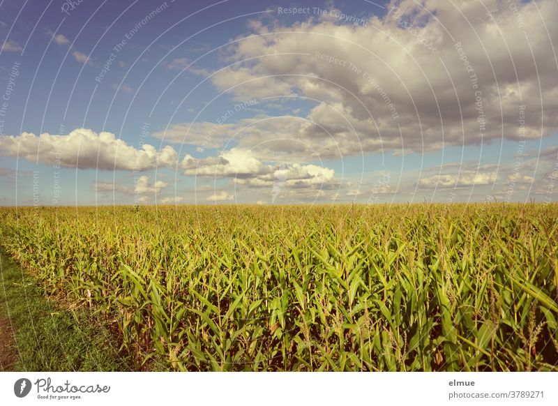 View from the field to a maize field in late summer with many fair weather clouds and sunshine Maize field Deco Clouds Agriculture Field construction Grain