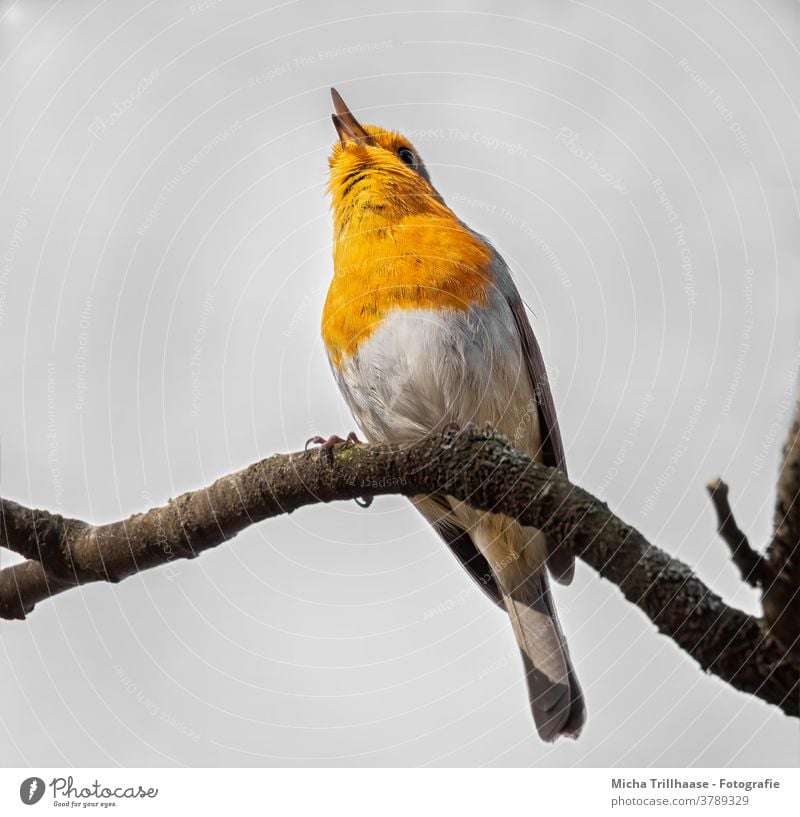 Singing robin Robin redbreast Erithacus rubecula Animal face Head Beak Eyes Feather Plumed Grand piano Claw Bird Wild animal Branch Tree Chirping Happiness