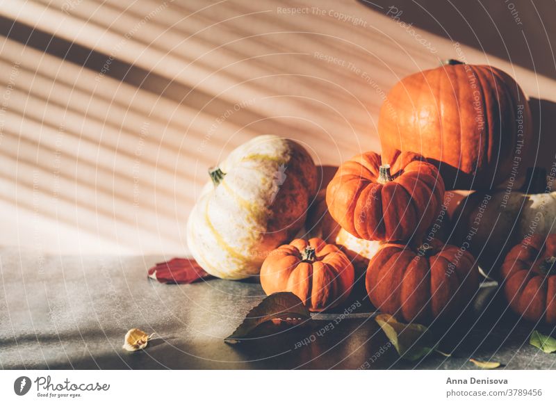 Pumpkins with strong shadows happy thanksgiving rustic fall pumpkin pile squash holiday leaf vegetable autumn decoration orange card season light font food