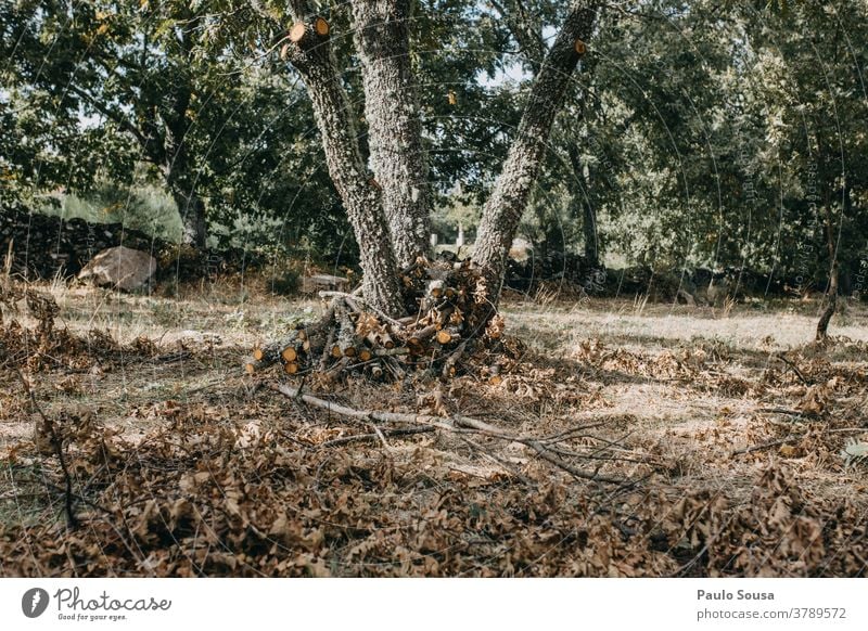 Oak tree Firewood Autumn Brown Exterior shot Autumnal Oak leaf Nature Leaf Tree Colour photo Plant Autumnal colours Autumn leaves Environment Deserted Day