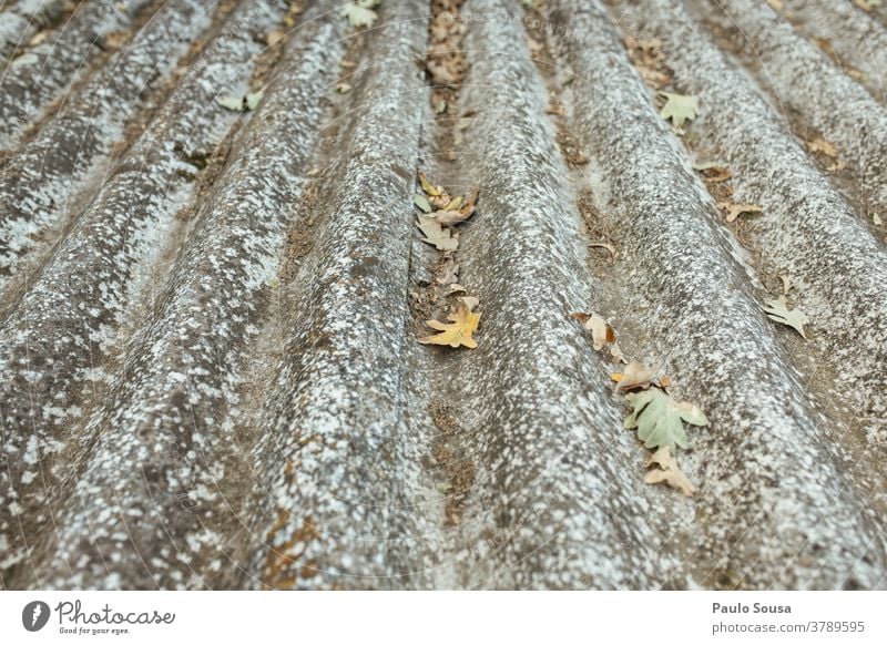 Dirty roofing tile with leaves Autumn Autumnal Autumn leaves fall Roof Roofing tile Clean Cleaning Copy Space top Day Deserted Exterior shot Early fall Leaf