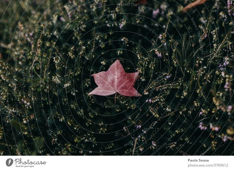 Isolated leaf on green Leaf Deciduous tree Leaf canopy Nature Autumn Christmas & Advent fall Autumnal Autumn leaves Autumnal colours Seasons Deserted