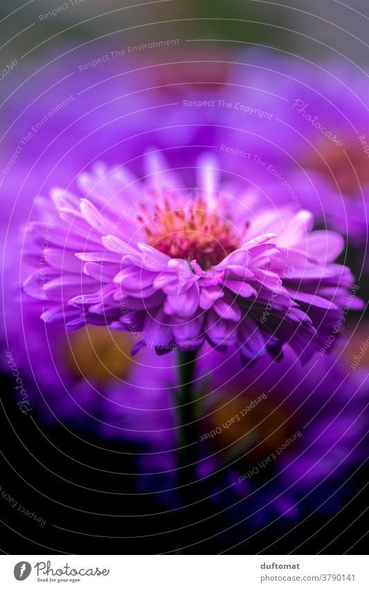 Macro recording of a purple aster Aster Violet Flower Blossom petals Pollen Pistil Plant Nature Close-up Garden Macro (Extreme close-up) Deserted Detail pretty