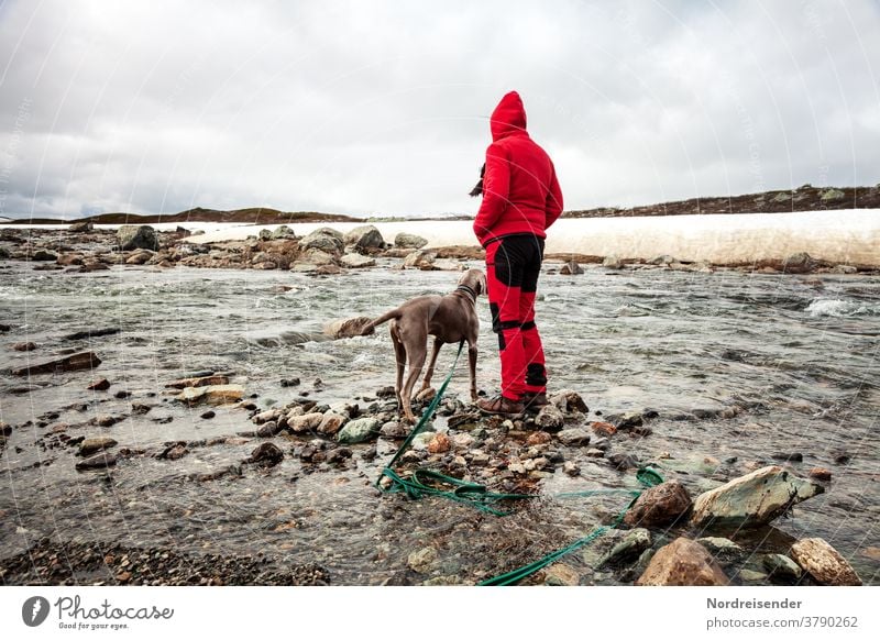 Hike with dog in the high mountains Dog Weimaraner Woman person River High mountain region Snow Winter pointing dog Hiking In transit training Hunting Puppy