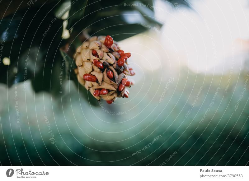 Close up magnolia fruit with red seeds Magnolia plants Magnolia blossom Magnolia tree Seed Seeds Red Blossom Tree Colour photo Beautiful Exterior shot Plant