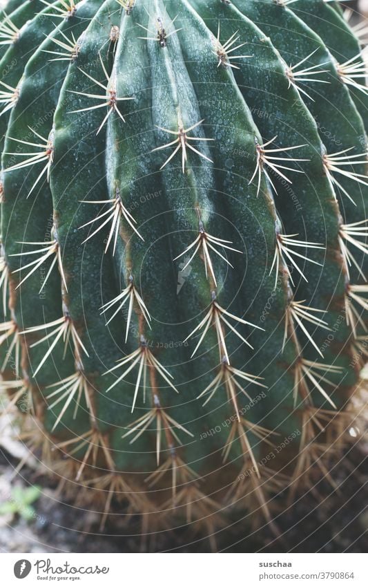 cactus Cactus Green Plant thorns peak Thorn Botany Thorny Exotic Pain Dangerous Pierce Desert Threat Houseplant Botanical gardens Greenhouse