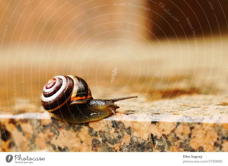 Garden band auger- edge slider Crumpet Snail shell Mucus Slowly Nature Colour photo Feeler Slimy Mollusk