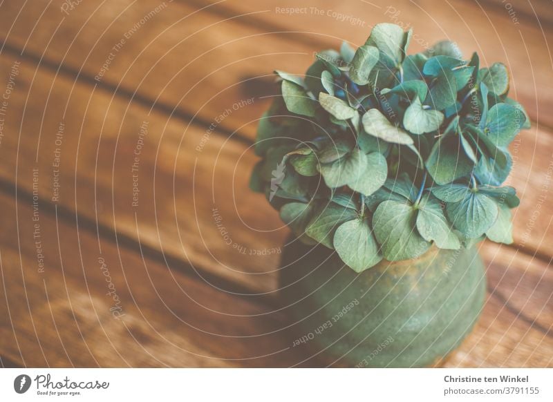 A small green vase with an almost faded blue hydrangea flower stands on a brown wooden table Hydrangea Vase Hydrangea blossom Still Life Blossom Faded