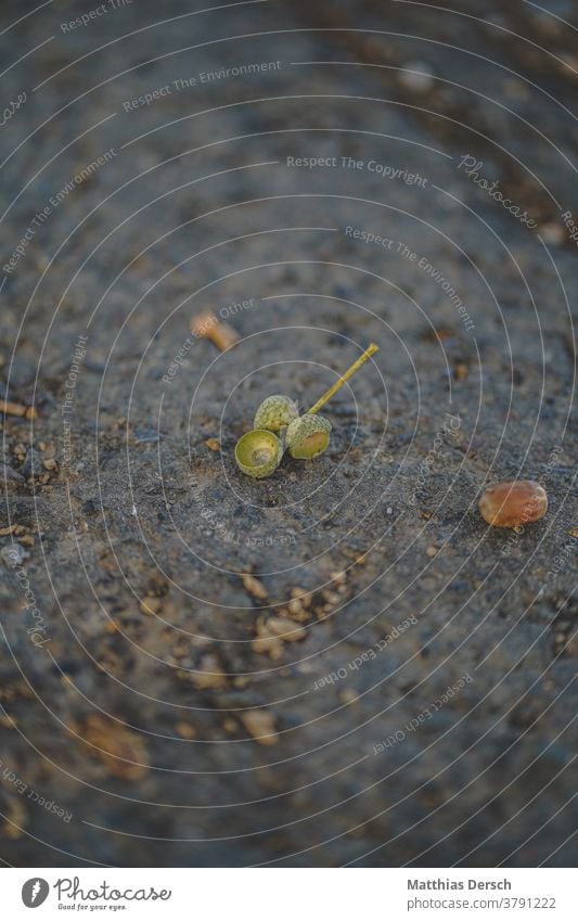 acorns Acorn acorn hat Autumn Autumnal Nature Exterior shot Colour photo September October