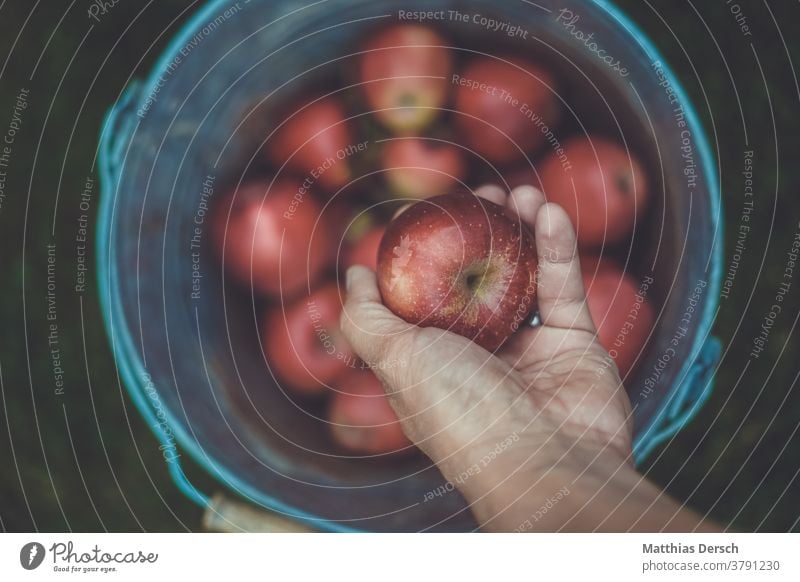 apple harvest Apple Apple harvest Bucket amass Autumn Autumnal Agriculture reap Harvest Fruit Food Exterior shot Organic produce Organic farming organic Healthy