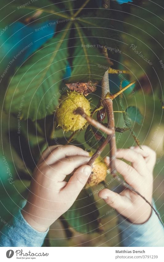 Girl collecting chestnuts Chestnut Chestnut tree hands children's hands amass Autumn Sense of Autumn Autumnal landscape