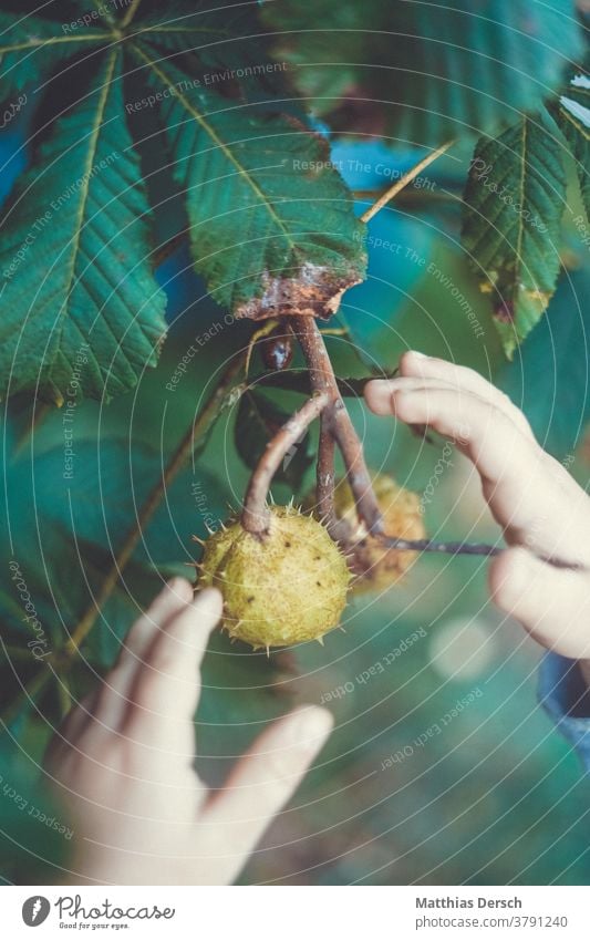 Girl collecting chestnuts Chestnut Chestnut tree hands children's hands amass Autumn Sense of Autumn Autumnal landscape