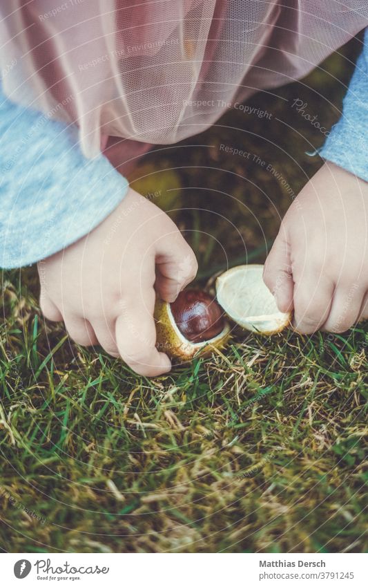 Girl collecting chestnuts Chestnut Chestnut tree hands children's hands amass Autumn Sense of Autumn Autumnal landscape