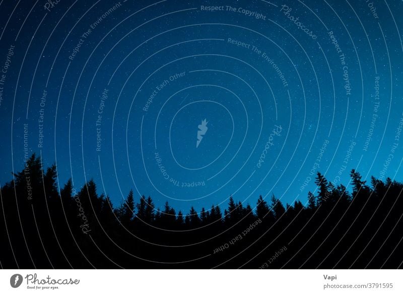 Forest under night sky with stars forest tree blue background starry dark nature astronomy space constellation cosmos universe landscape milky beautiful deep