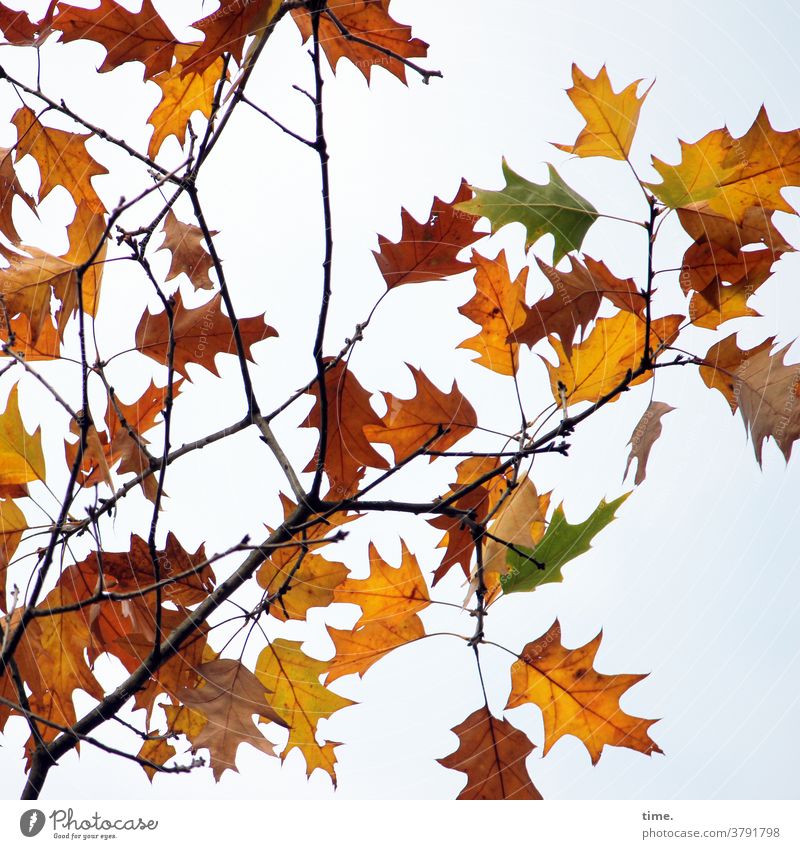 Autumn ahead (12) Leaf leaves autumn leaves Tree wither change Death Colour Branch Maple tree Indian Summer Development Transformation Sky