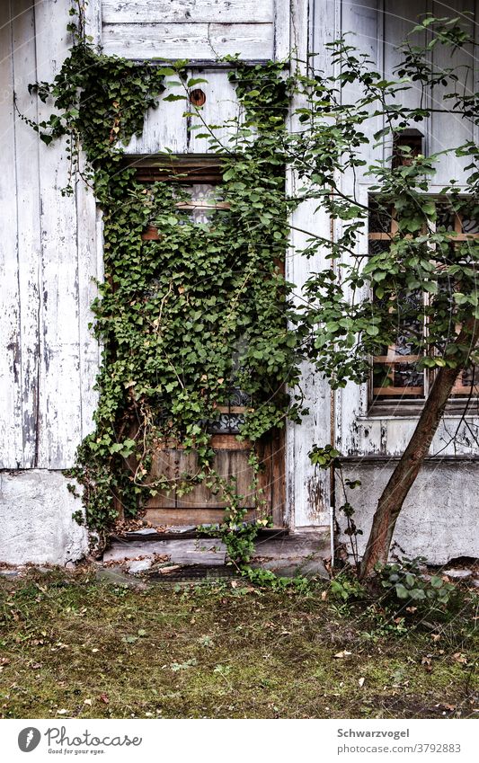 An overgrown door Entrance Front door Green Foliage plant Feral enchanted forsake sb./sth. Abandoned house Nature Conquer reconquer wax obstructed