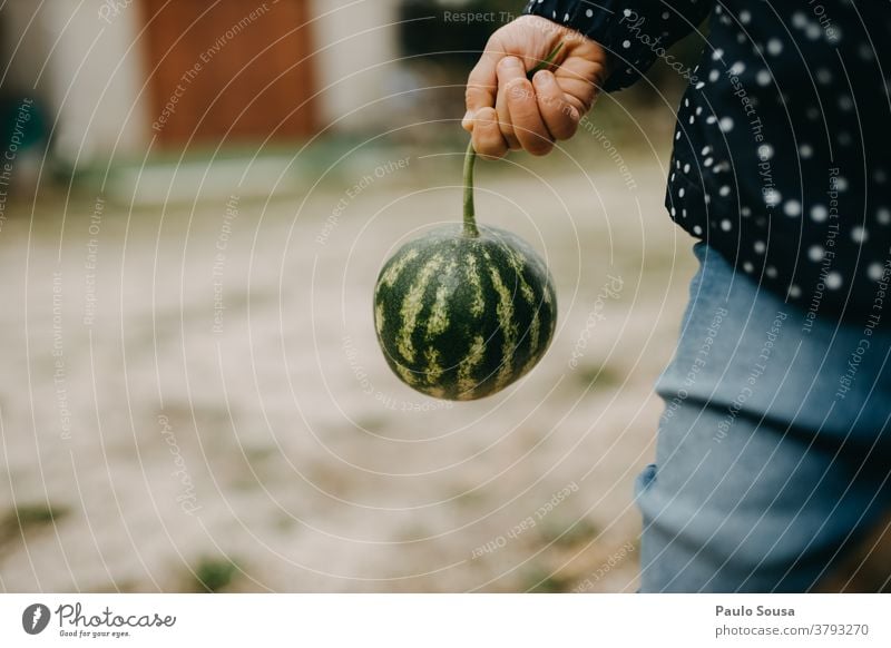 Child holding a small watermellon watermelon Organic produce Fruit Organic farming Delicious Nature Colour photo Healthy Nutrition Vitamin Food Fresh