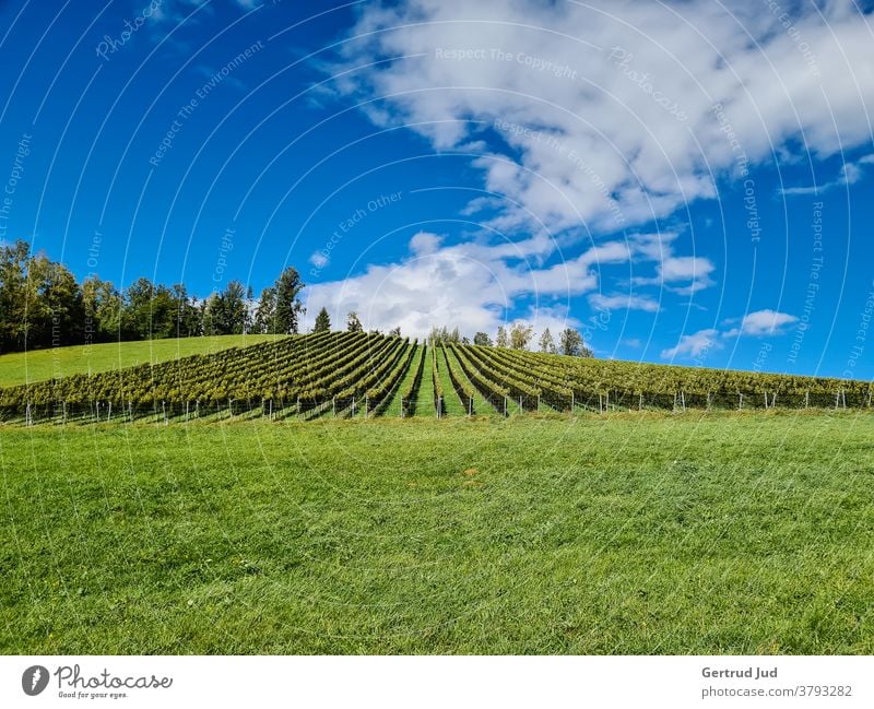 Autumnal vineyard in Styria Landscape Hiking Federal State of Styria Austria Exterior shot Colour photo Deserted Nature Day Beautiful weather