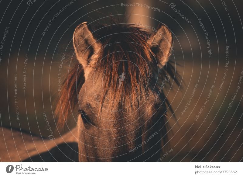 close up of horse head animal brown farm portrait equine stallion nature mane mammal mare wild equestrian eye horses grass pony beauty sky field animals face