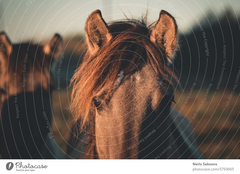 close up of horse head animal brown farm portrait equine stallion nature mane mammal mare wild equestrian eye horses grass pony beauty sky field animals face