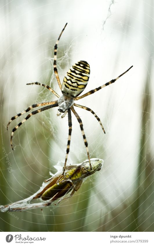 I went into the net.... Environment Nature Animal Autumn Spider Insect Net Thief Prey Foray Spider's web 2 Catch To feed Hang Catching net Locust Colour photo