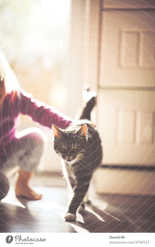 Child stroking a cat Cat Caress Smooth Pet dear Love of animals cautious tranquillity Animal Cute Hand at home